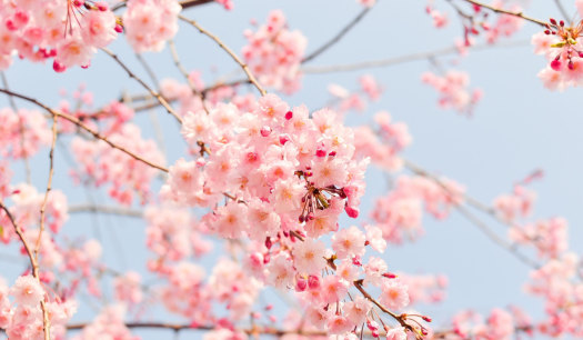 Cherry Blossoms