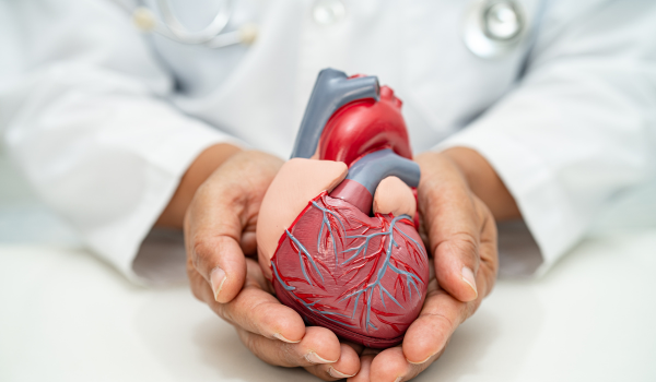 A model heart in a doctors hands